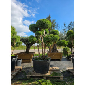 Puskiparisis žirniavaisis „Dangus“ (SODO BONSAI) ‘Filifera Nana’ C160 163–205 CM