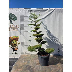 Puskiparisis Lausono „Giria“ (SODO BONSAI) ‘Columnaris’ C55 174–210 CM