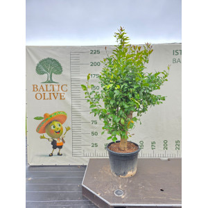 Citrinmedis „Grand“ 180-220 CM (L+ dydis)