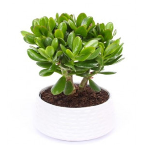 Storalapis Crassula Magical Tree, laimės medis