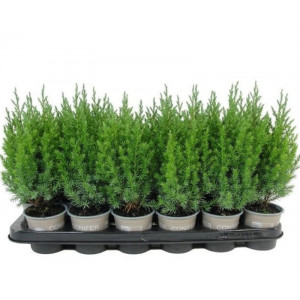 Kadagys kininis 'Stricta' 30cm