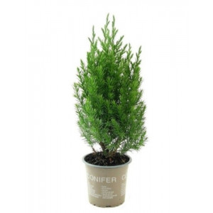 Kadagys kininis 'Stricta' 30cm