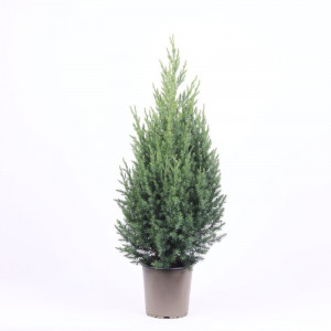 Kadagys kininis 'Stricta' 45cm