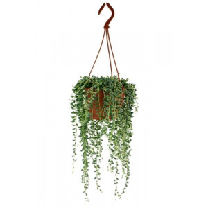 Žilė karolinė 35cm pakabinamame vazone