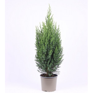 Kadagys kininis 'Stricta' 60cm