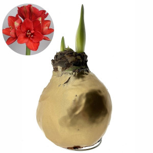 Vaškuotas amarilis, 'Auksinis', raudonas žiedas, 1 vnt.