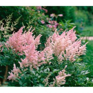 Astilbė japoninė 'Peach Blossom'
