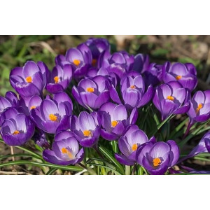 Krokai didžiažiedžiai Flower Record, 10 vnt vazone.