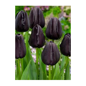 Tulpės Queen of Night, 5 vnt 2026 ruduo