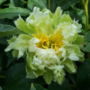 Bijūnas (lot. peonia lactiflora) 'Green Halo'  šaknis, 3/5 pumpurai, 2026 ruduo