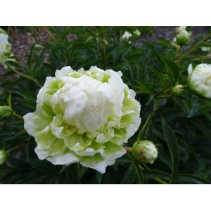 Bijūnas (lot. peonia lactiflora) 'Green Halo'  šaknis, 3/5 pumpurai, 2026 ruduo