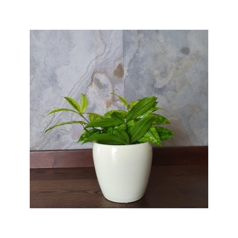 fargesia jiuzhaigou 8 Fargesia nitida Fountain Clump Bamboo SOLD OUT – Earthly Pursuits, Inc main image 0