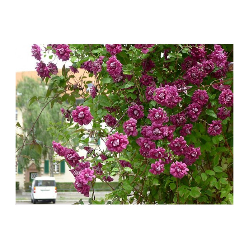 Raganė Purpurea Plena Elegans