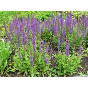 Gojinis šalavijas 'Ostfriesland'
