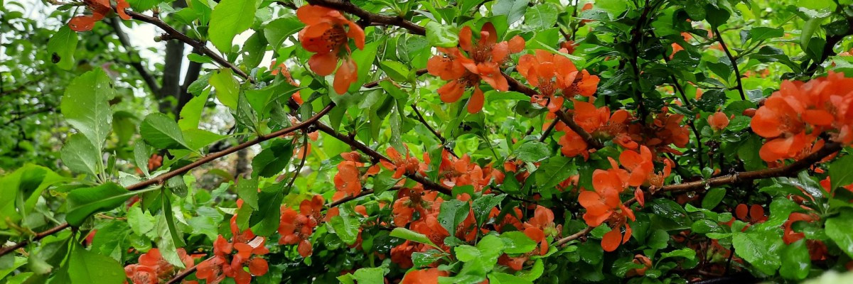 Vizbarų ūkis